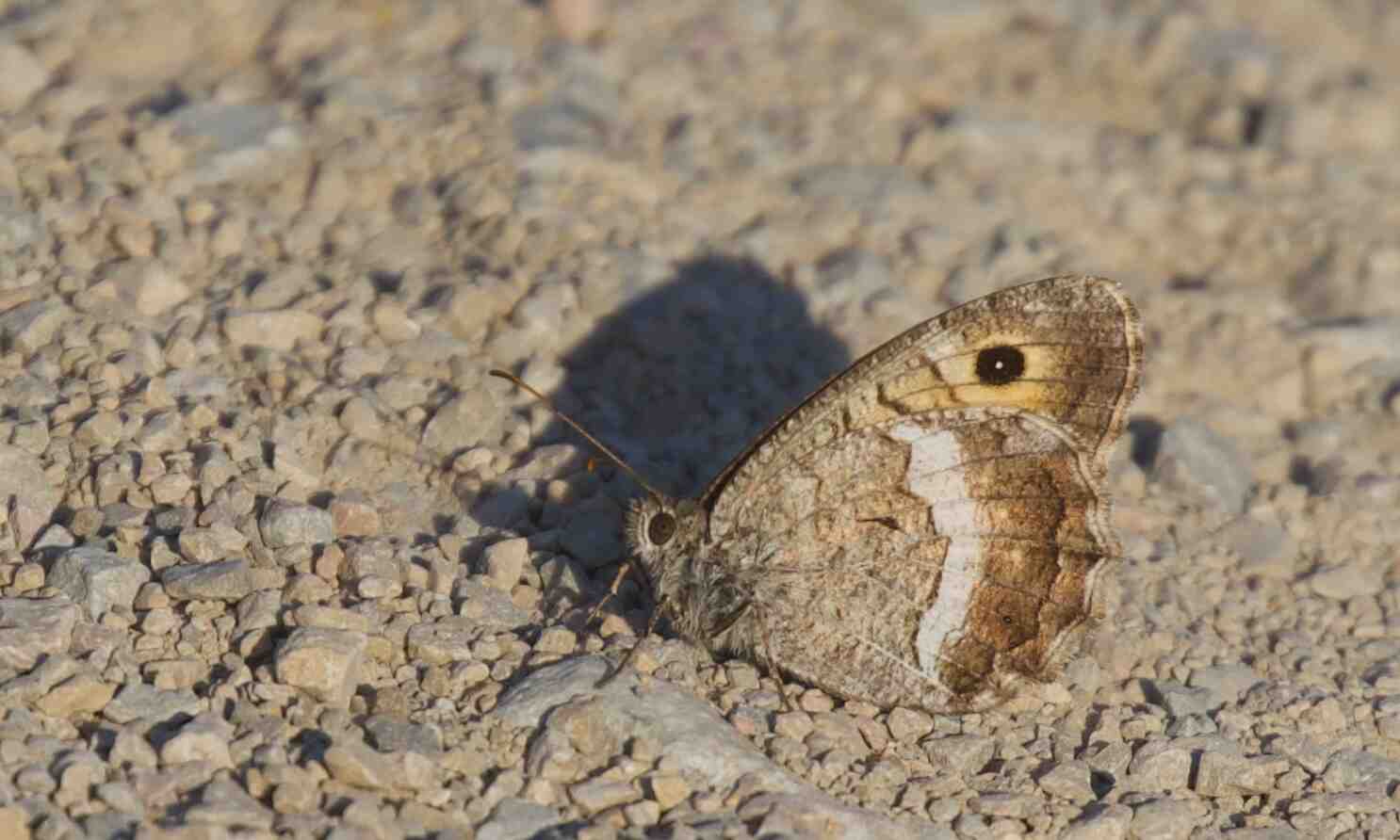 Quelle est la durée de vie d'une mouche ?