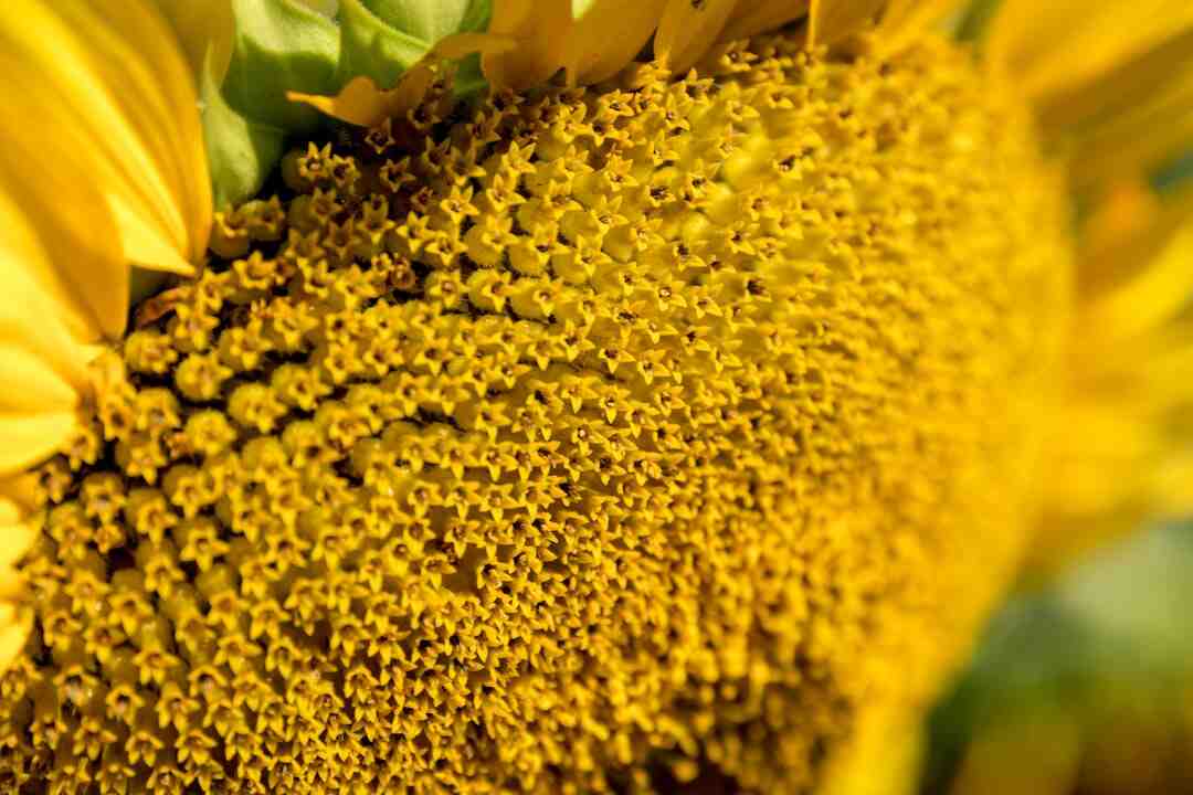Comment faire un puzzle avec Photoshop ?
